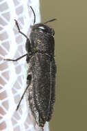 Image of Anthaxia sepulchralis (Fabricius 1801)