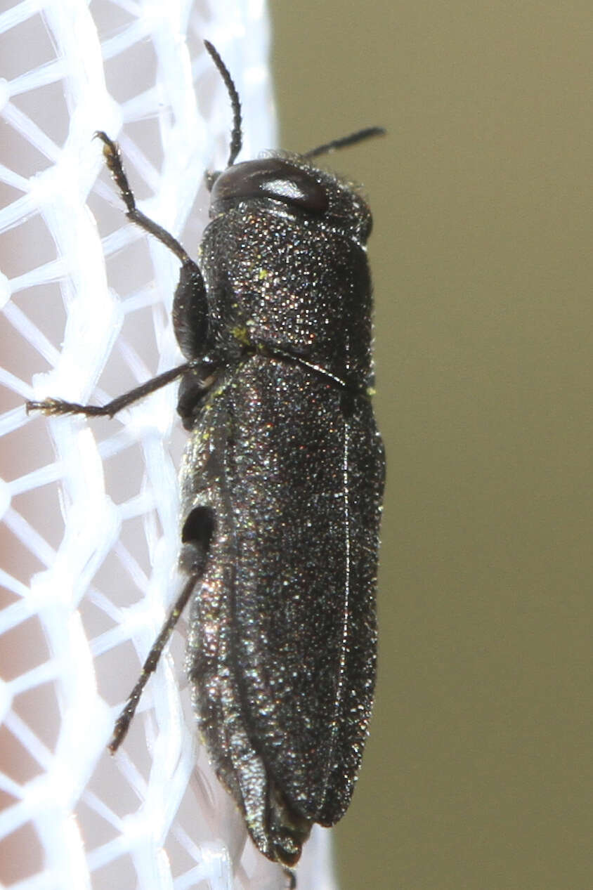 Image of Anthaxia sepulchralis (Fabricius 1801)