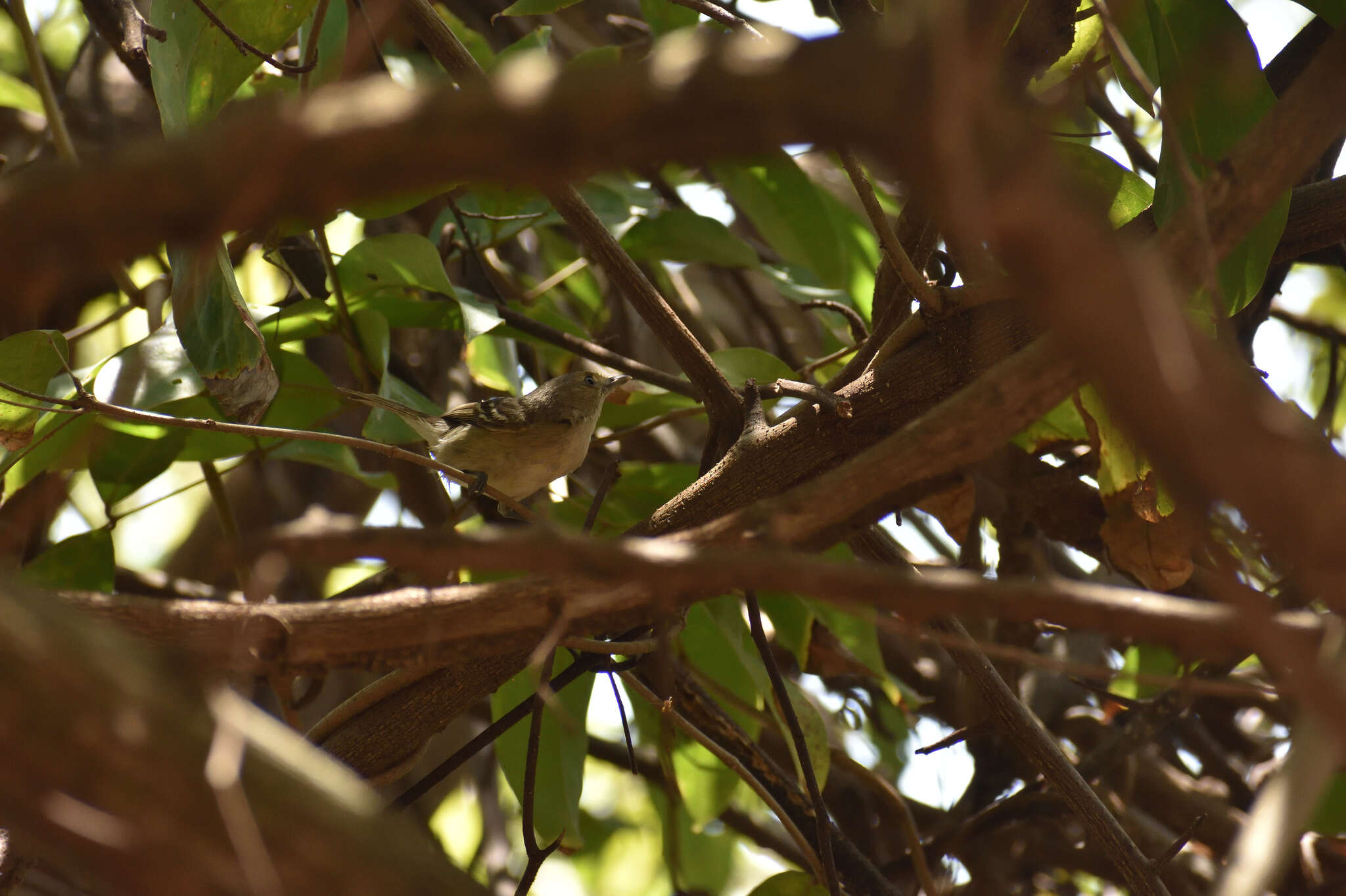 Image of Saint Andrew Vireo