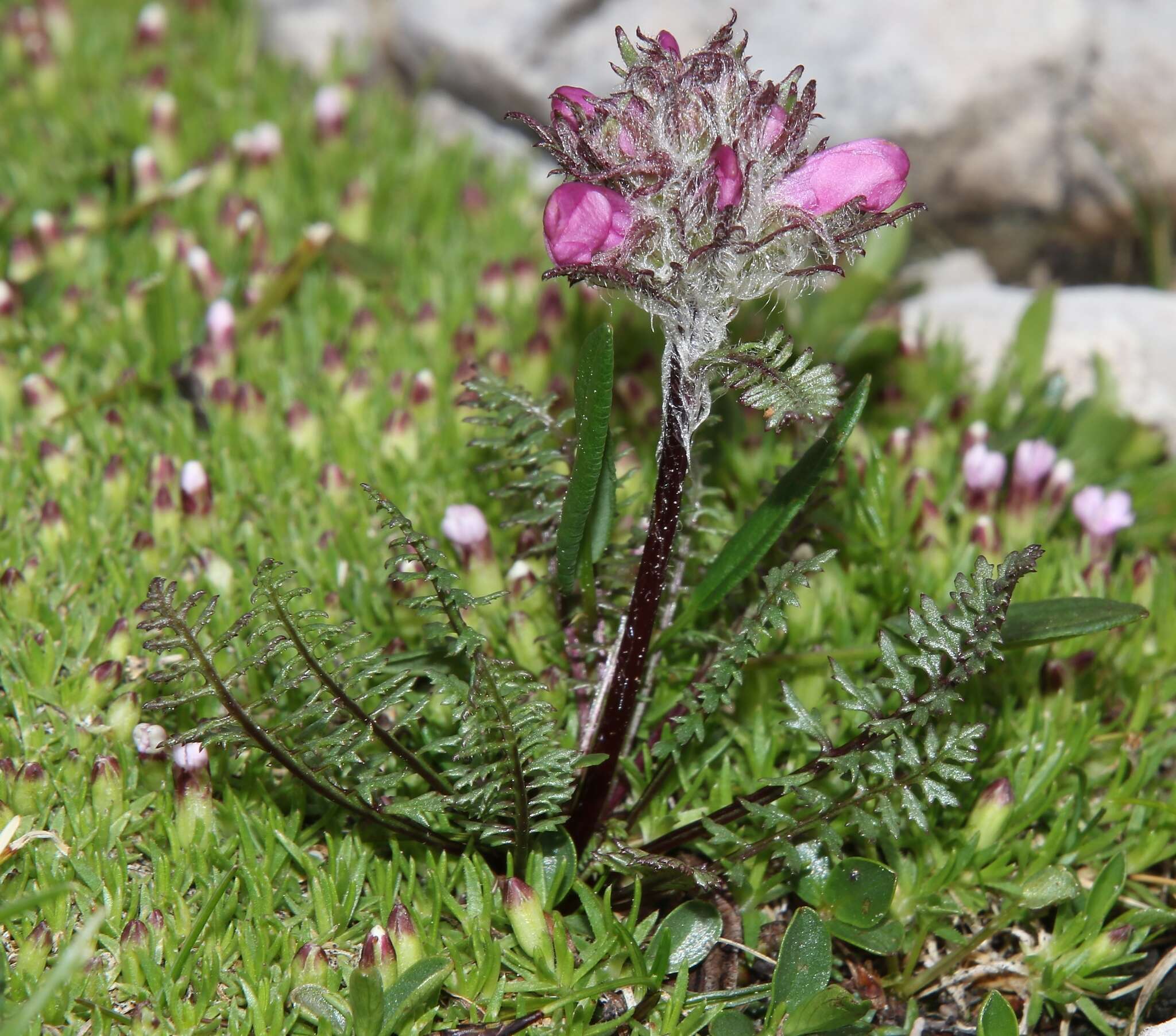 Image of pink lousewort