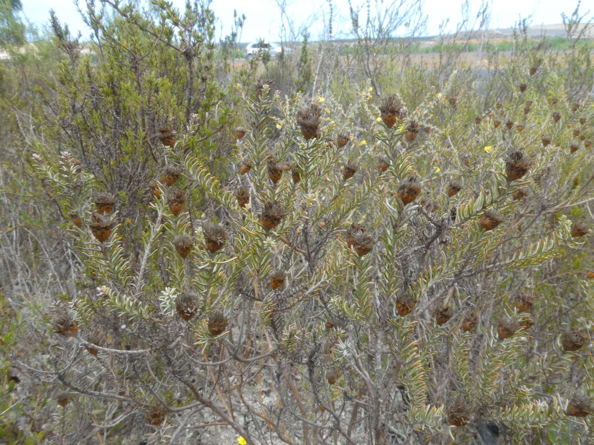 Image of Oedera fruticosa (L.) N. G. Bergh