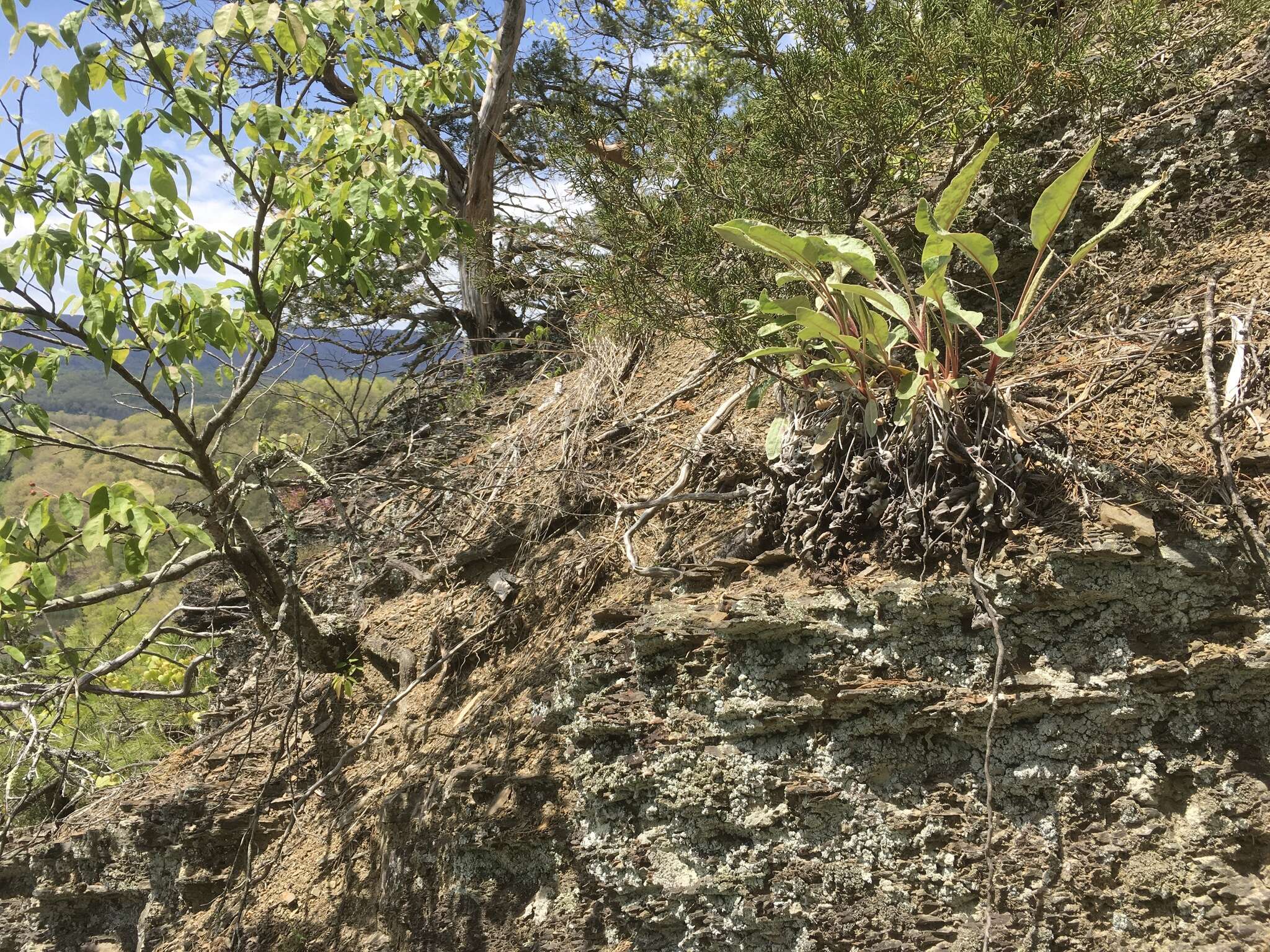 Image of shale barren buckwheat