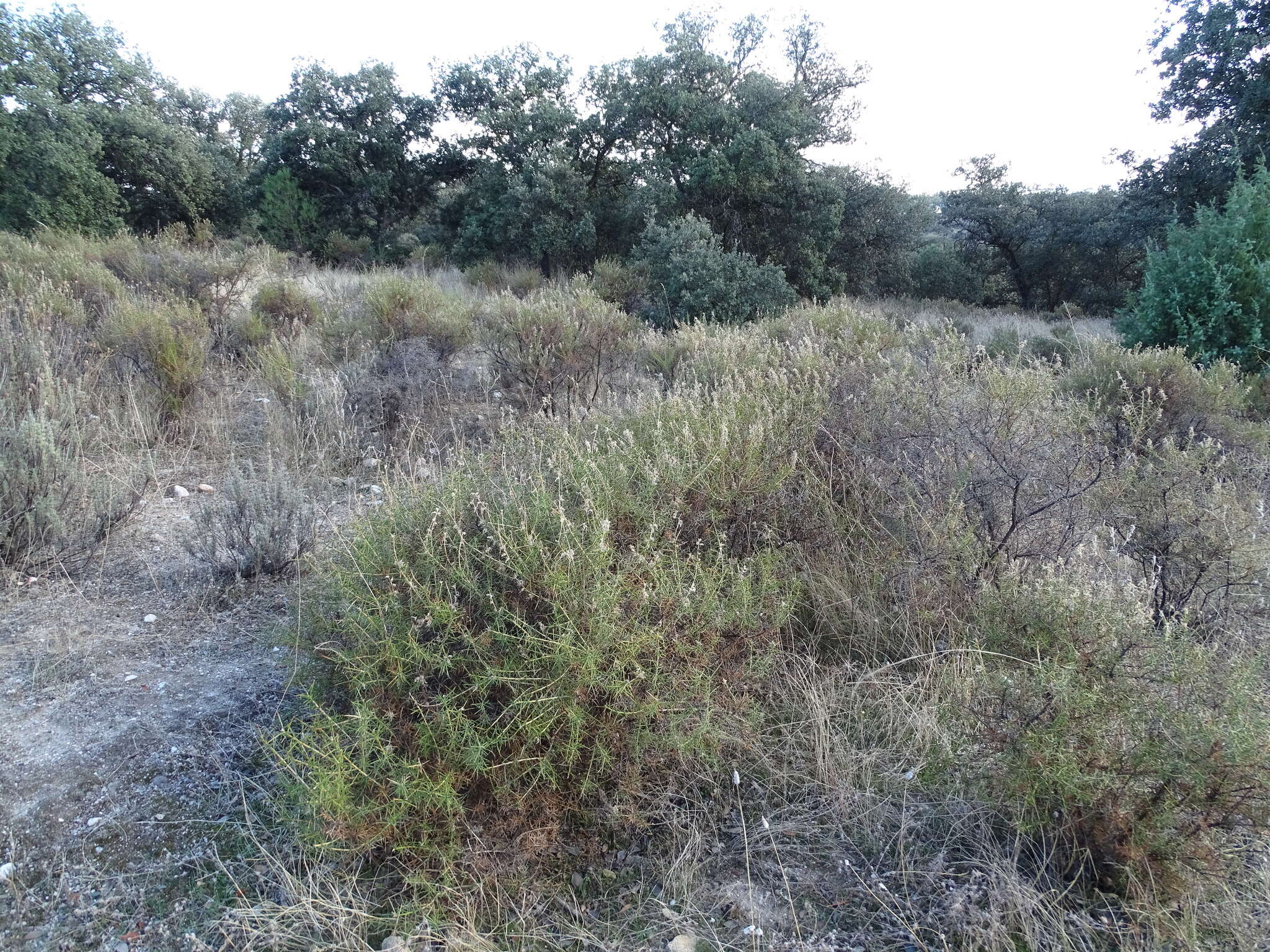 صورة Genista hirsuta M. Vahl