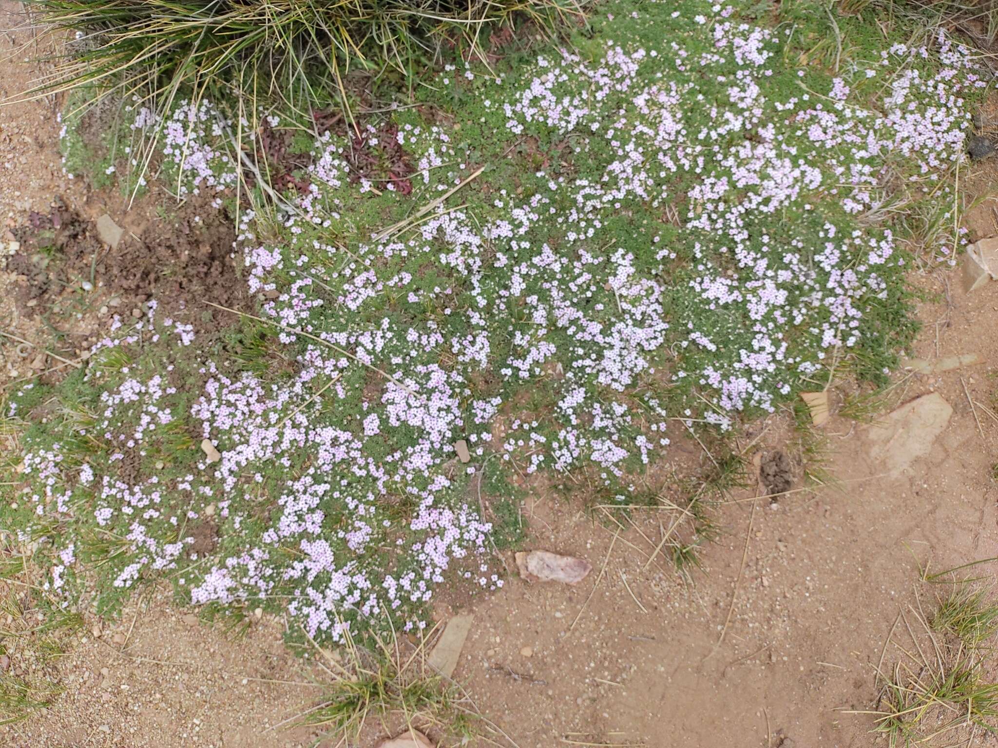 Image of Junellia minima (Meyen) Moldenke