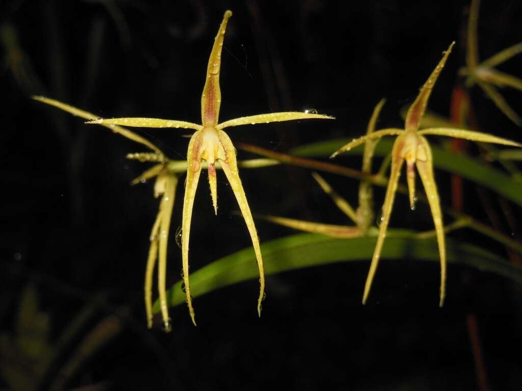 Image of Prosthechea rhynchophora (A. Rich. & Galeotti) W. E. Higgins