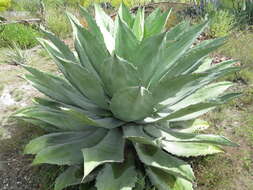 Image of Agave potatorum Zucc.