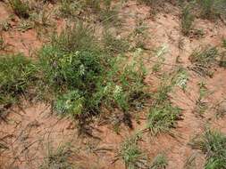 Imagem de <i>Astragalus <i>racemosus</i></i> var. racemosus