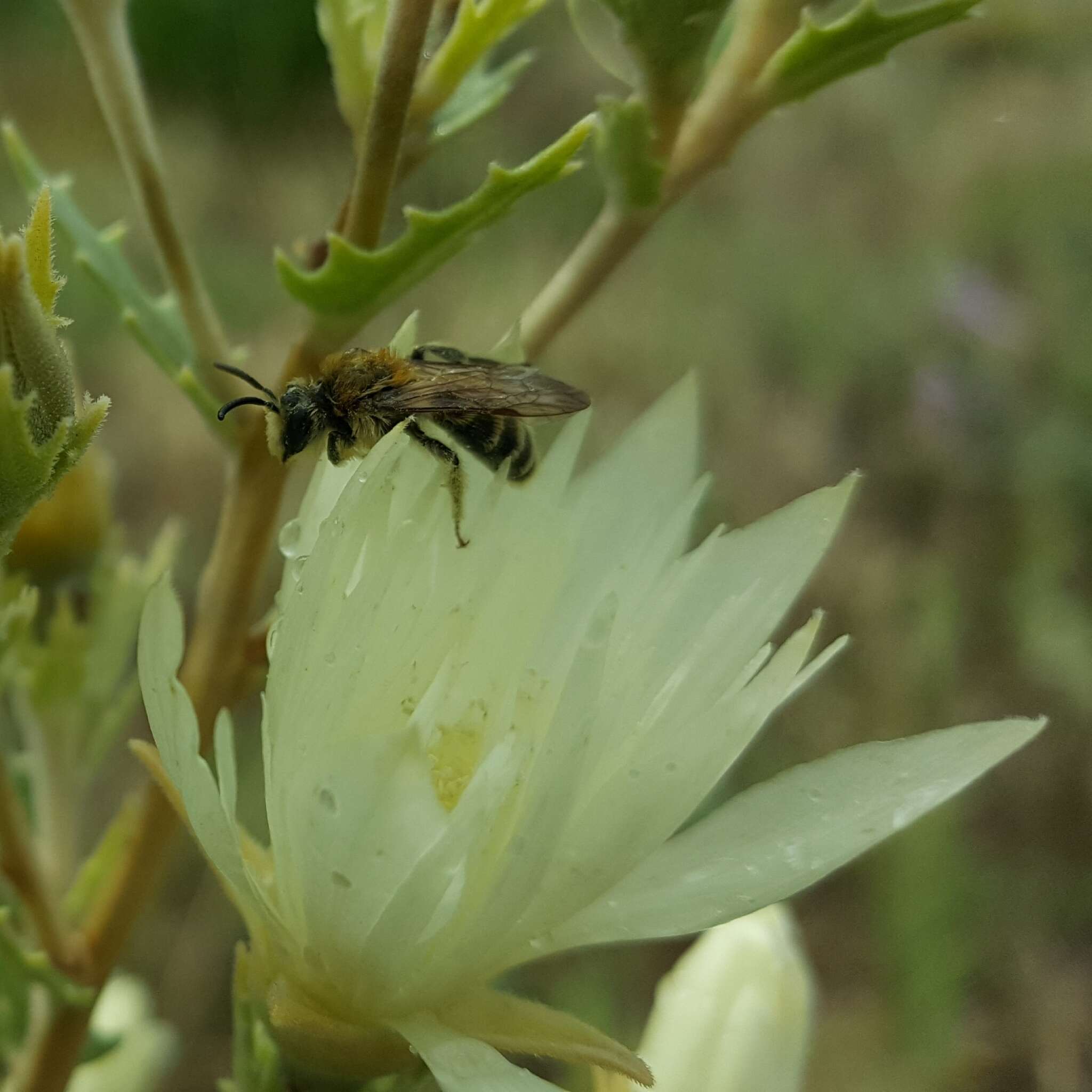 Image of Andrena mentzeliae Cockerell 1897