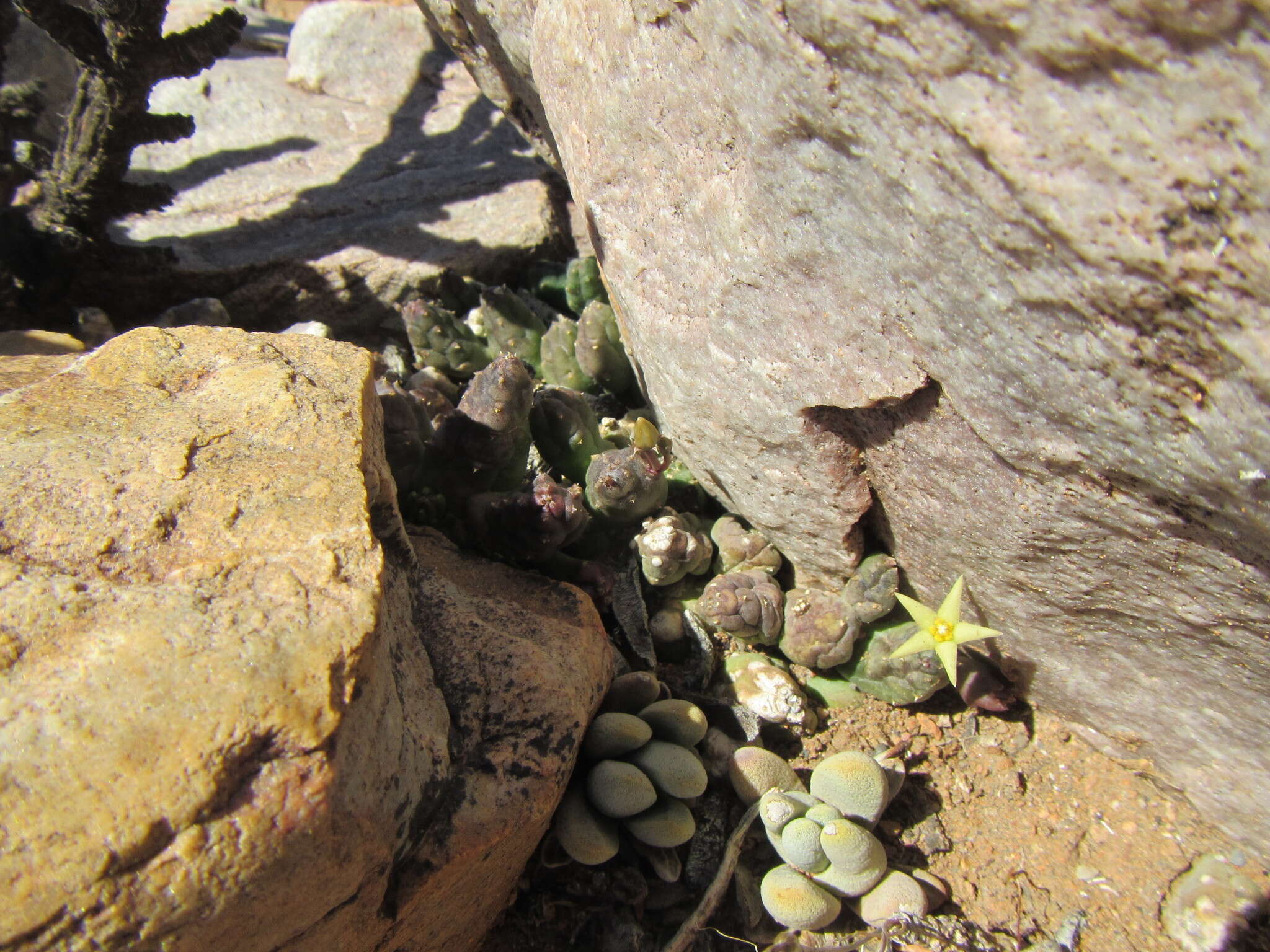 Image of Ceropegia geminata subsp. geminata