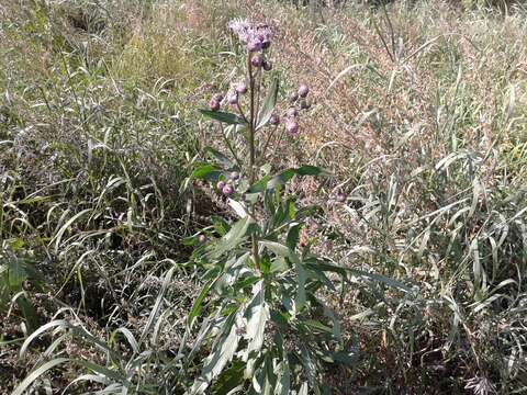 Image de Cirsium arvense var. integrifolium Wimmer & Grabowski