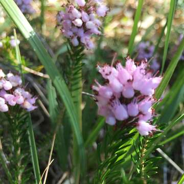 Image of Cornish heath