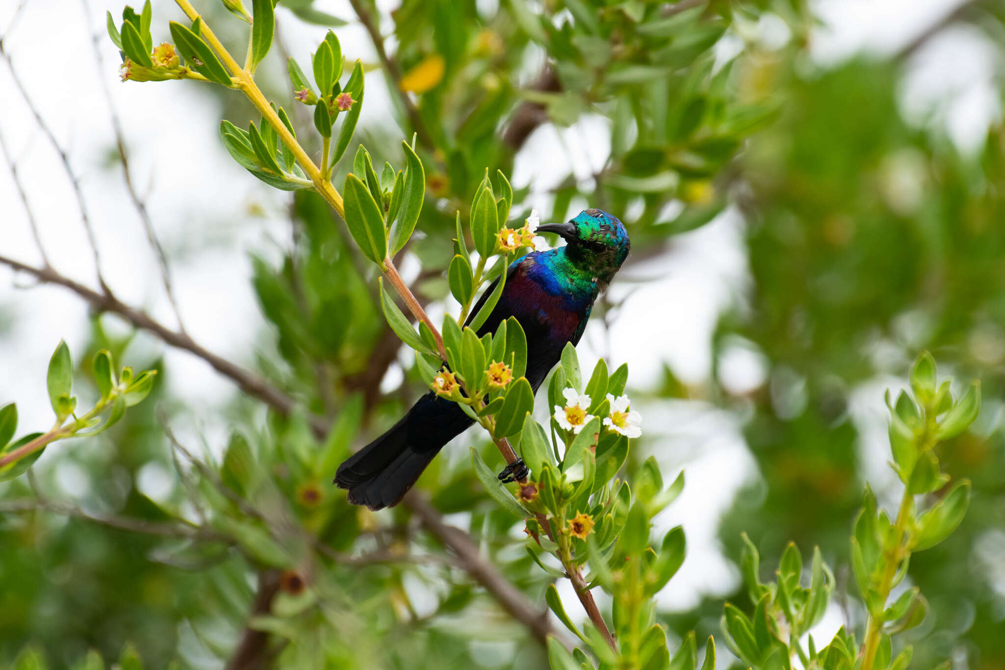 Image of Purple-banded Sunbird