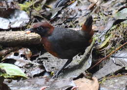 Image of Rufous-breasted Antthrush