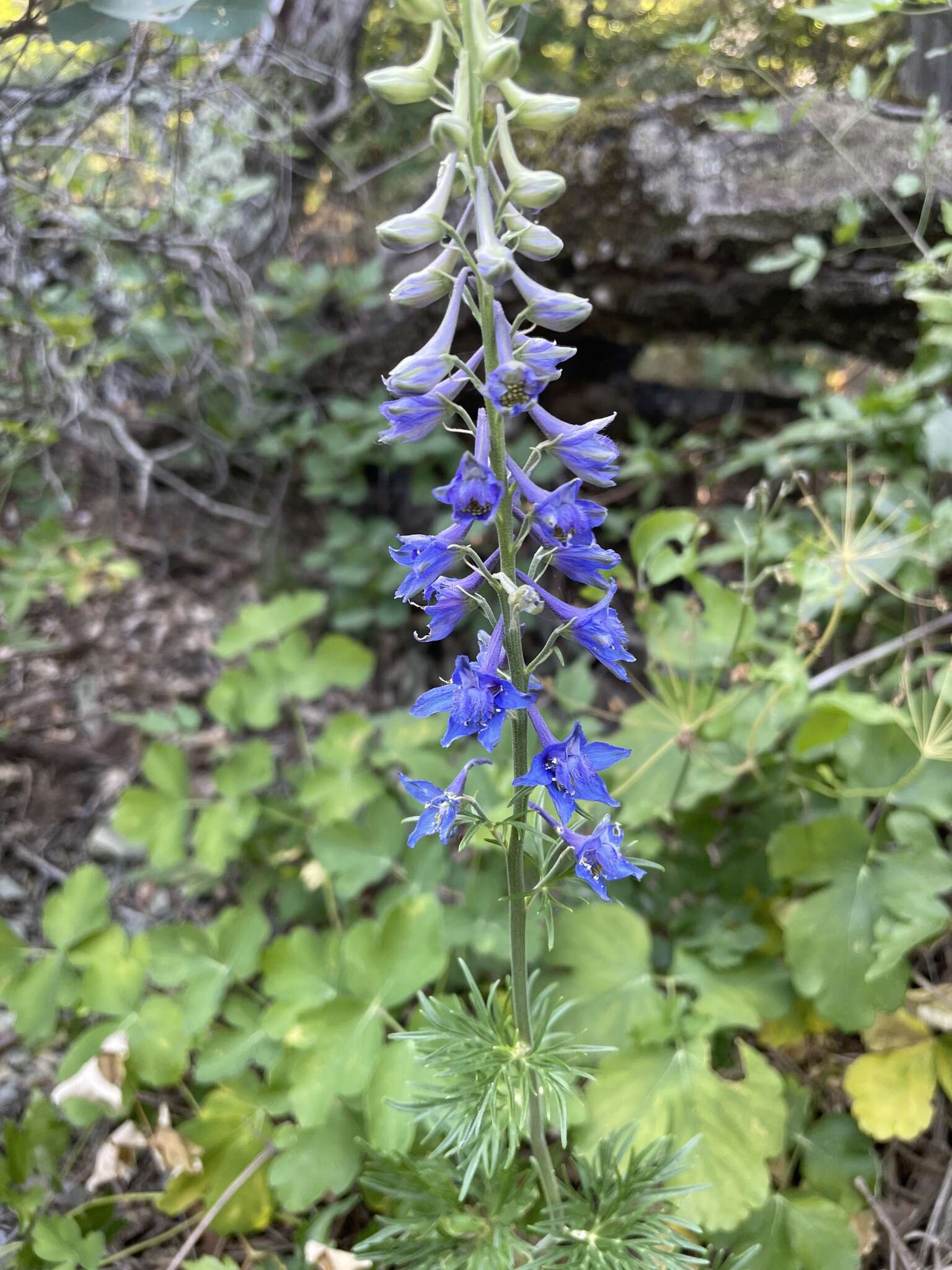 Delphinium schmalhausenii Albov.的圖片