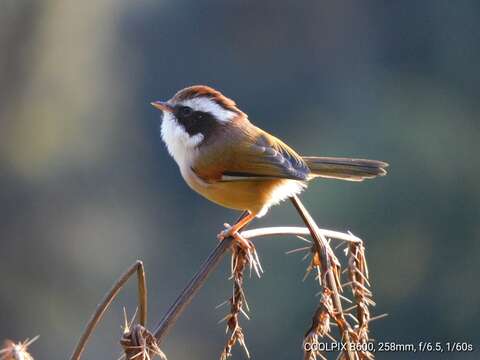 Image of White-browed Fulvetta