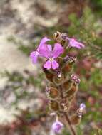 Image of Stylidium pilosum (Labill.) Labill.