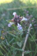 Image of Nepeta coerulescens Maxim.