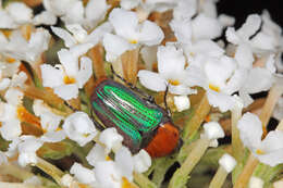 Image of Amethyst Fruit Chafer