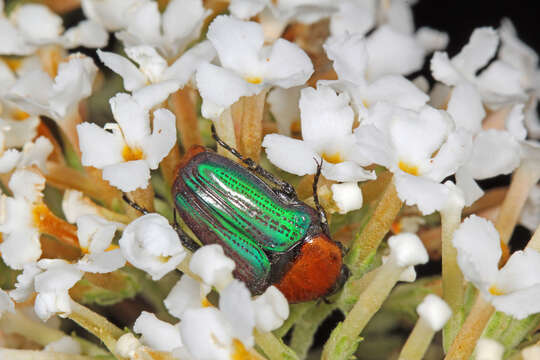 Sivun Leucocelis amethystina (MacLeay 1838) kuva