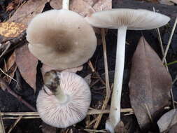 Pluteus salicinus (Pers.) P. Kumm. 1871 resmi