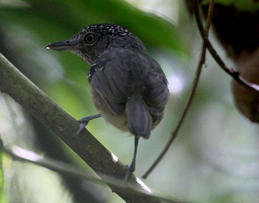 Image of Spot-crowned Antvireo