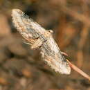 Image of Eupithecia accurata Staudinger 1892