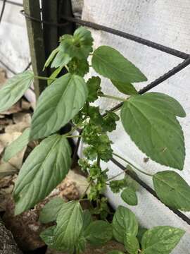 Image de Acalypha mexicana Müll. Arg.