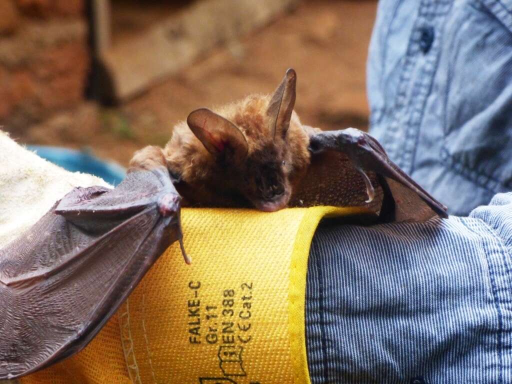 Image of Large Slit-faced Bat