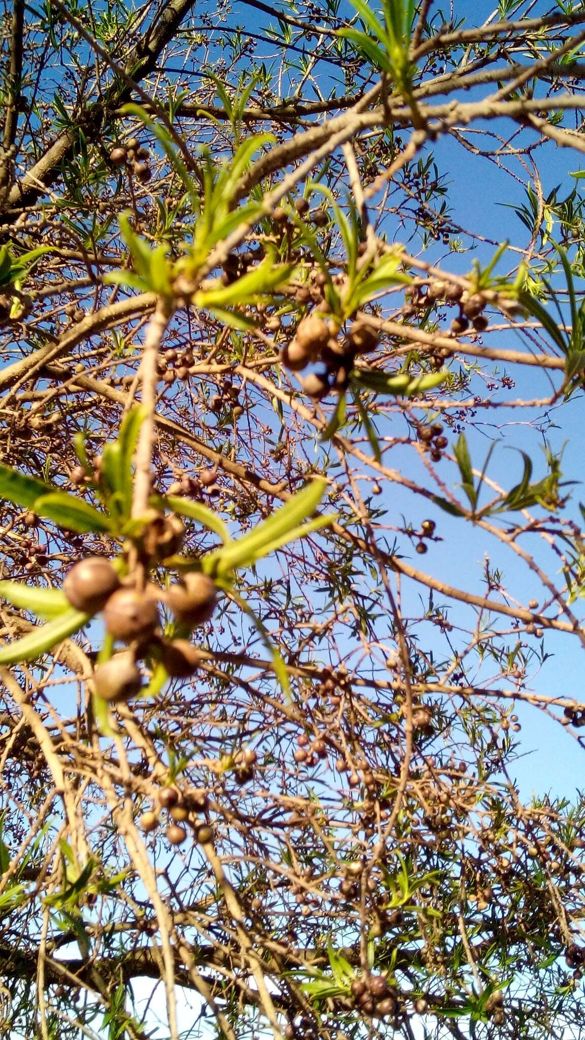 Image of Sapium haematospermum Müll. Arg.