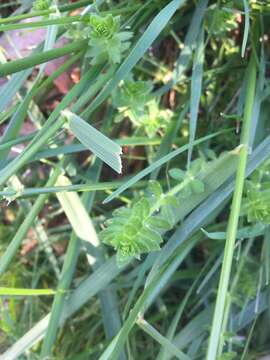 Image of piedmont bedstraw