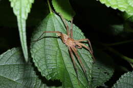 صورة Dolomedes sulfureus L. Koch 1878