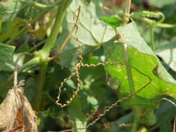 Image of Cretan bryony