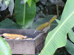 Image of Buff-throated Saltator