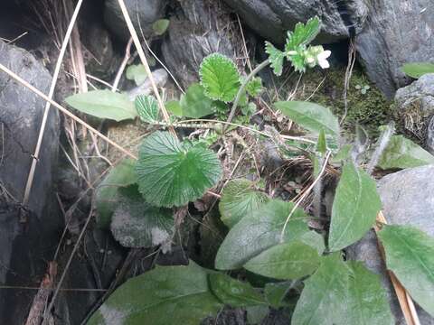 Image of Geum cockaynei (F. Bolle) B. P. J. Molloy & C. J. Webb