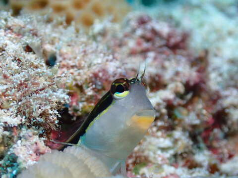 Image of Linear Blenny