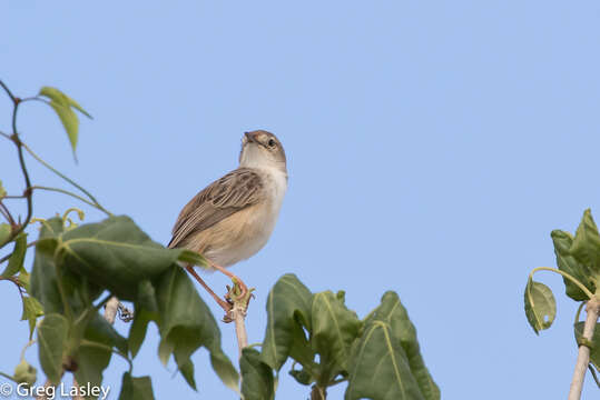 Image of Madagascan Cisticola