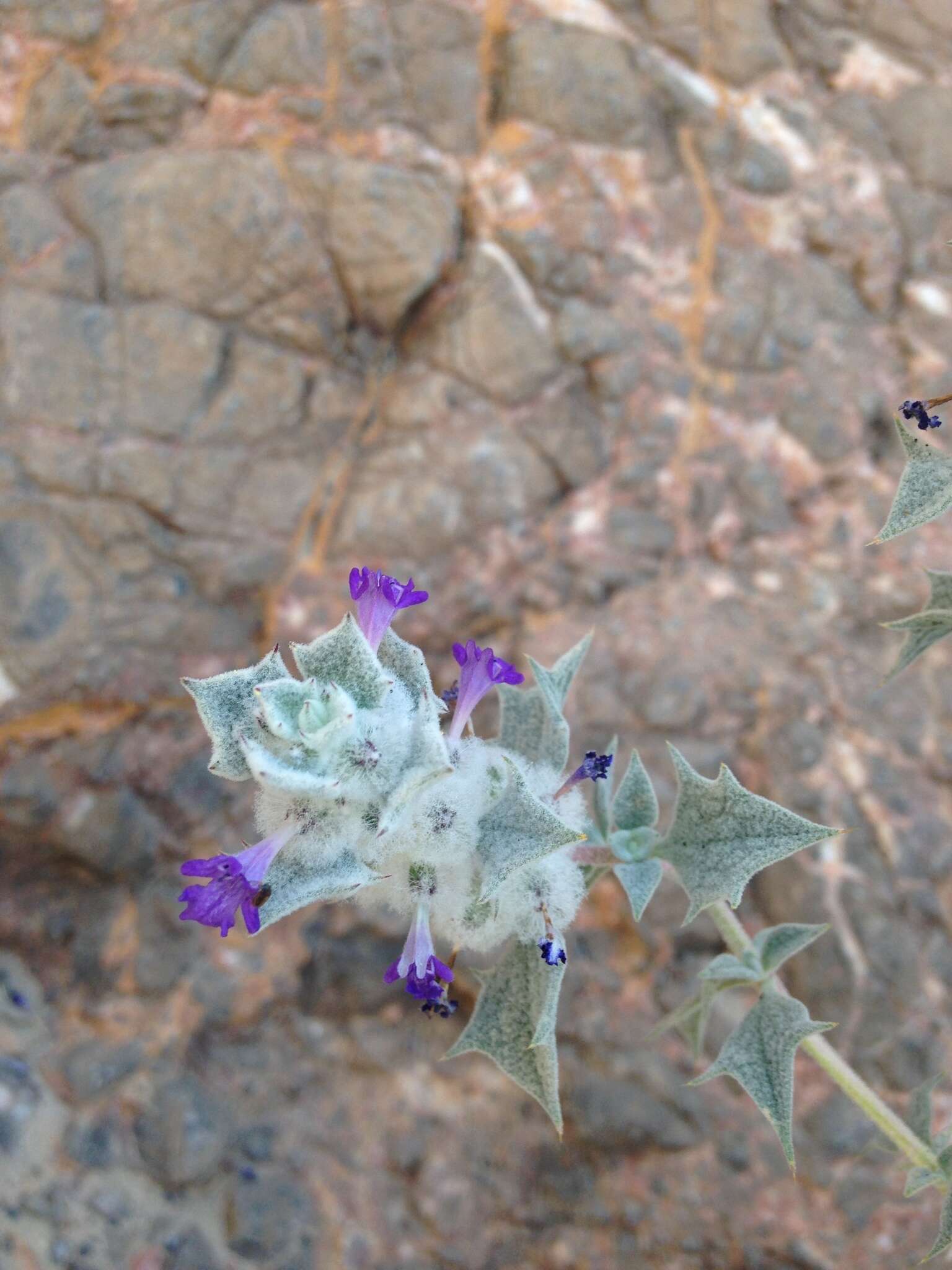 Image of woolly sage