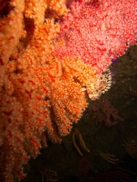 Image of Chinese Klipfish