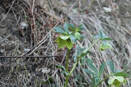 Image of Green Hellebore