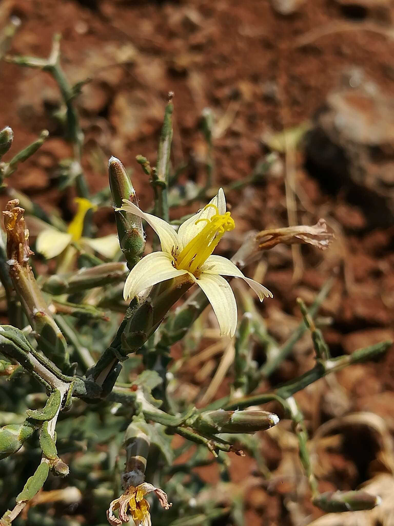 Image of Lactuca orientalis (Boiss.) Boiss.