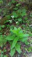 Andersonglossum boreale (Fernald) J. I. Cohen的圖片