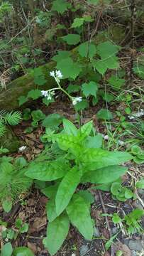 Plancia ëd Andersonglossum boreale (Fernald) J. I. Cohen