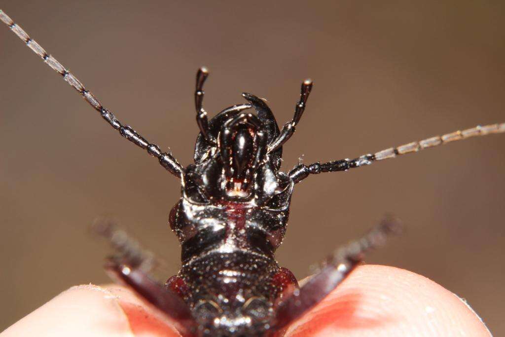 Image of Anthia (Termophilum) decemguttata (Linnaeus 1764)