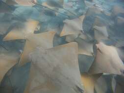 Image of Golden Cownose Ray