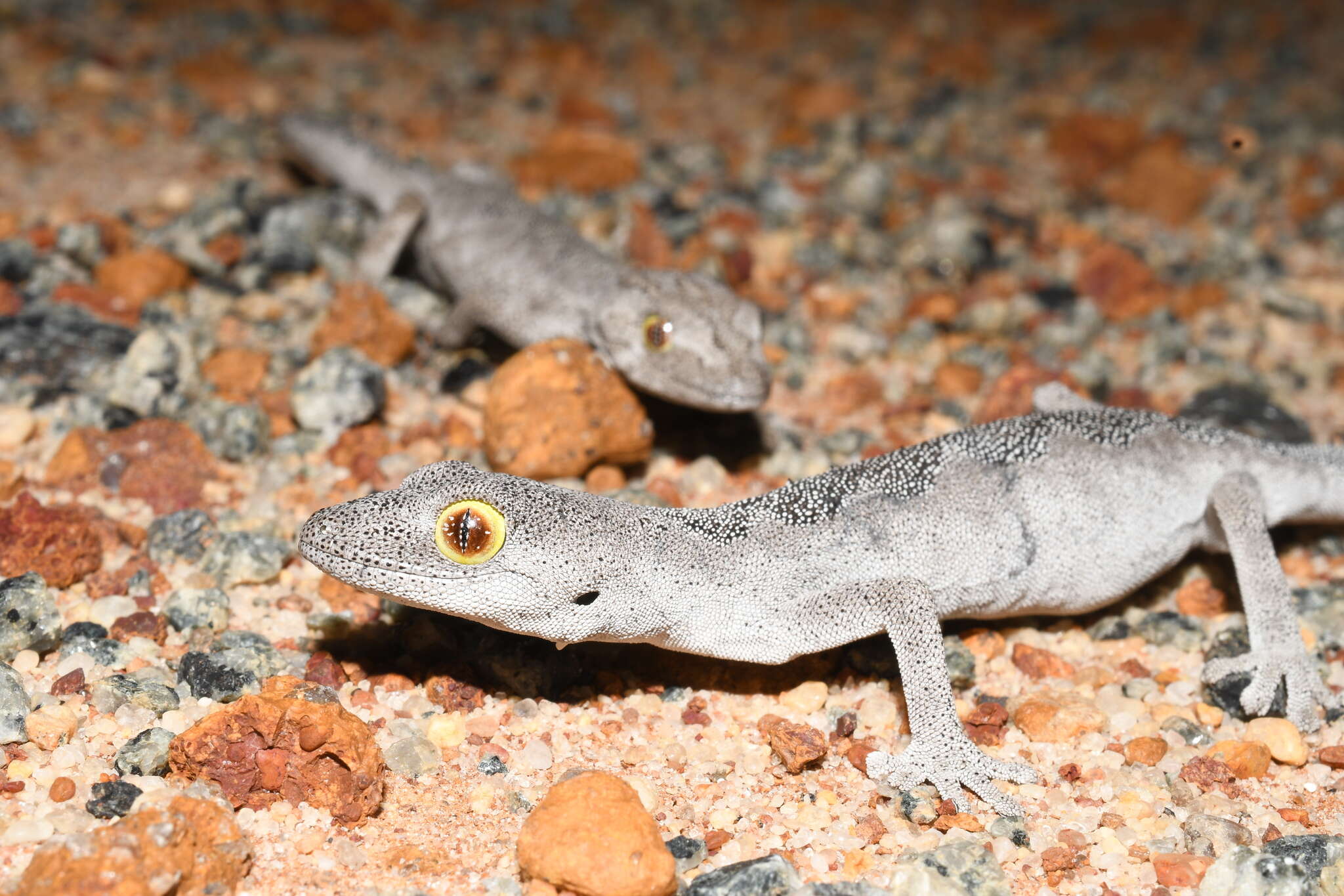 Image of Strophurus spinigerus (Gray 1842)