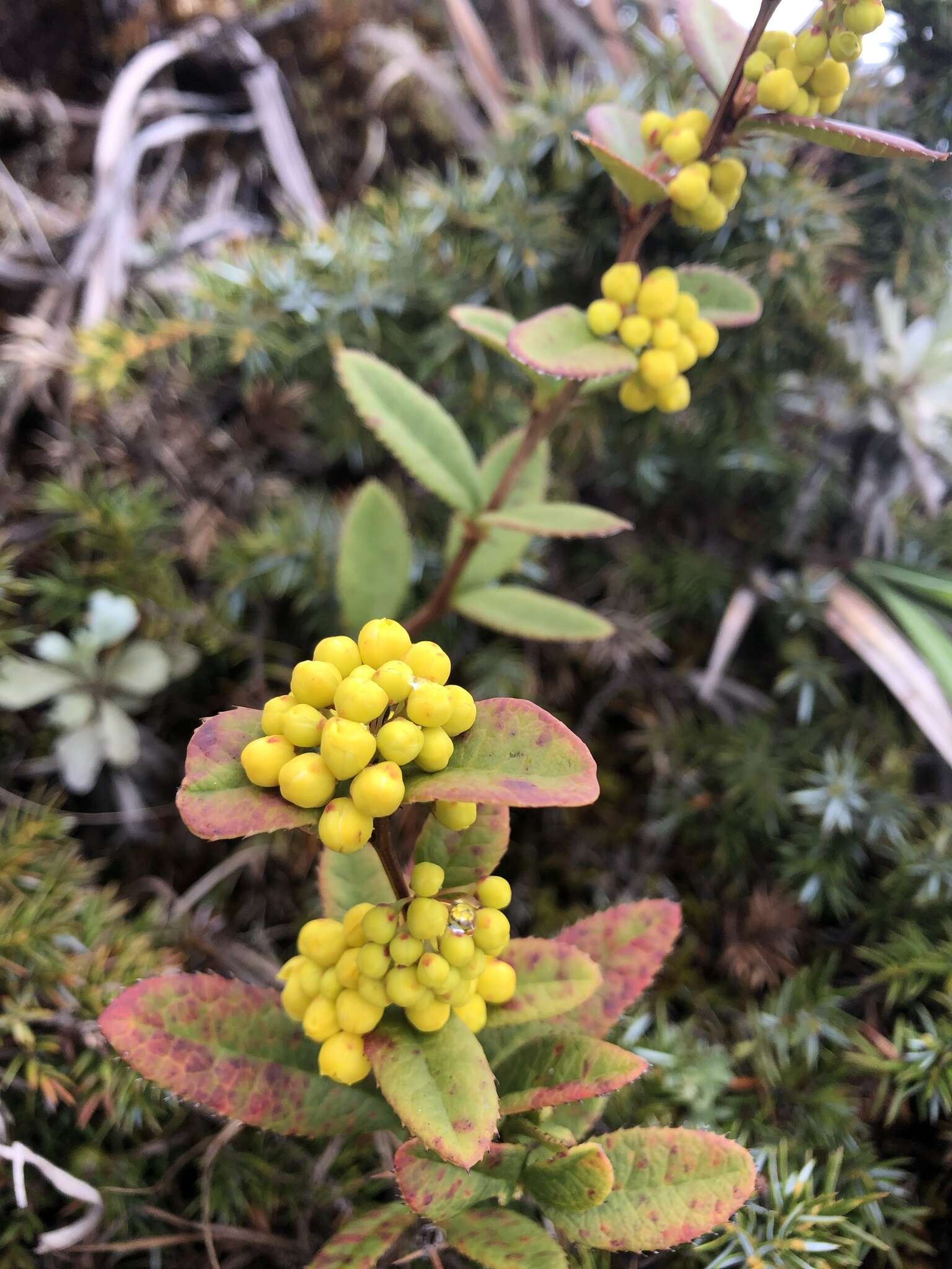 Image of Berberis schaaliae C. C. Yu & K. F. Chung