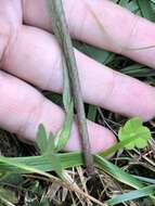 Image of Hieracium angustum Lindeb.