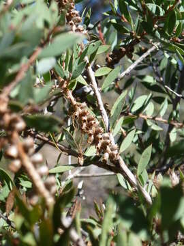 Sivun Callistemon pungens subsp. pungens kuva