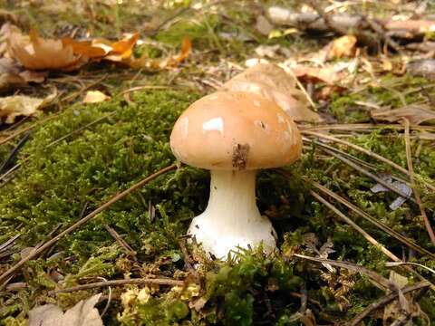 Image de Leucocortinarius