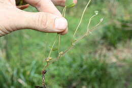 Imagem de Marsilea minuta L.